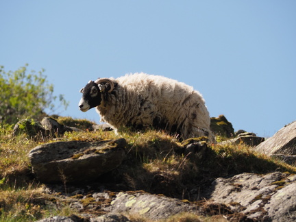 Sheep