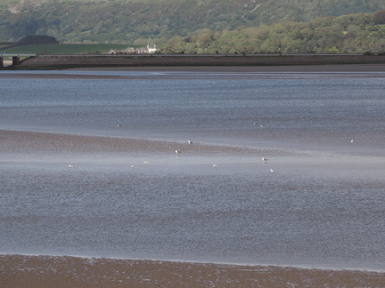 More of the Ulverston Channel
