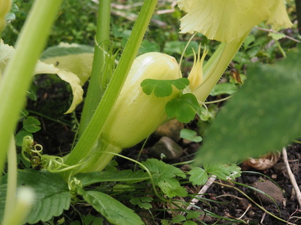 Butternut squash