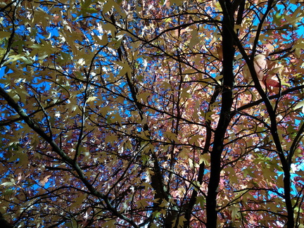 Acer