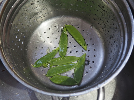 First harvest of mangetout