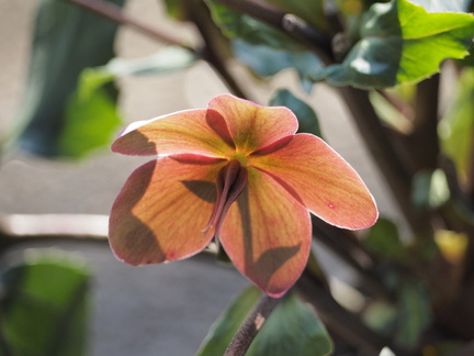 Hellebore