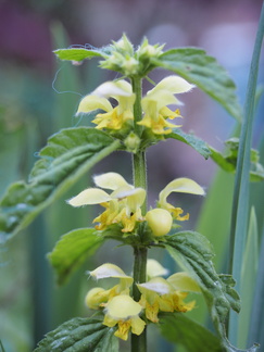 Yellow archangel