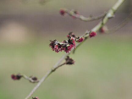 Persian Ironwood