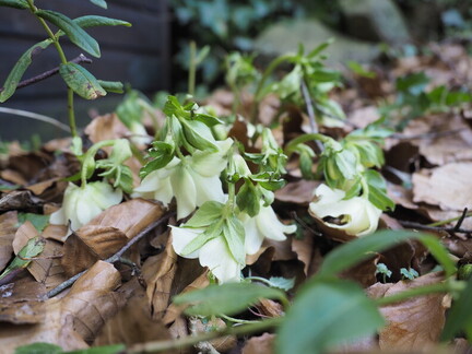 Hellebore